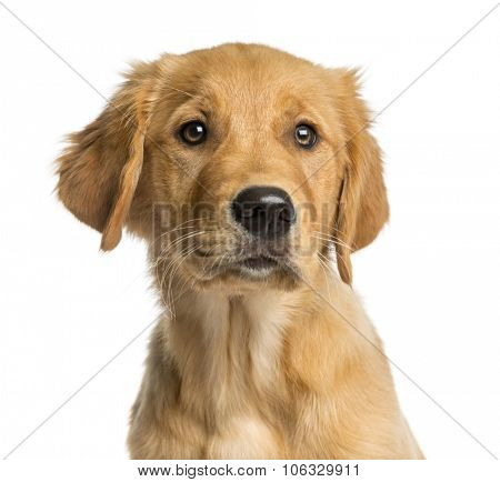 Close-up of a Golden Retreiver puppy in front of a white background