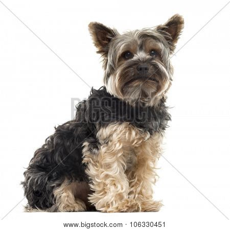 Yorksire Terrier sitting in front of a white background
