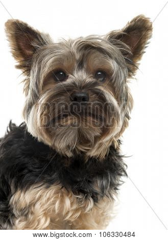 Close-up of a Yorksire Terrier in front of a white background