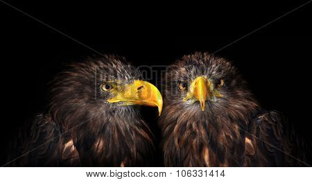 Sea eagles isolated on black background 