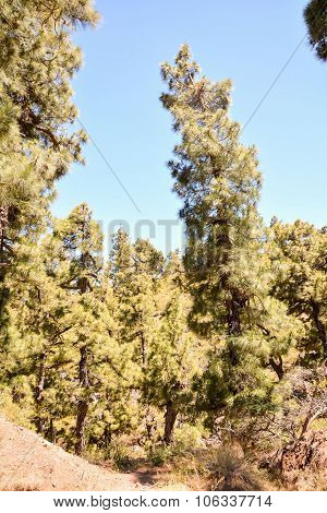 Pine Tree View