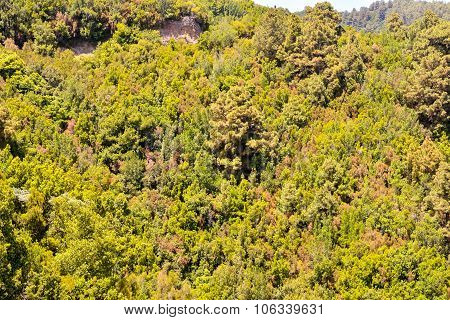 Pine Tree View