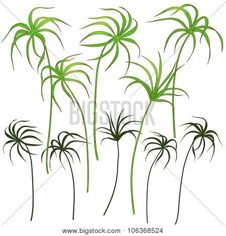 Tsiperus Leaves  Set
