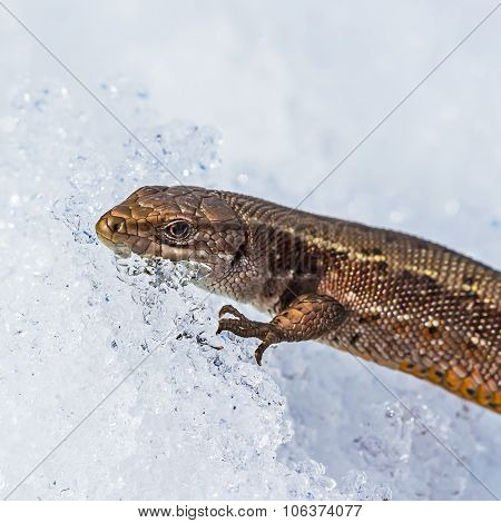 The fauna of Siberia - Sand lizard (Latin Lacerta agilis)