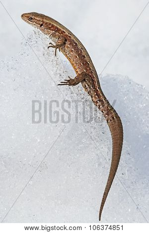 The fauna of Siberia - Sand lizard (Latin Lacerta agilis)