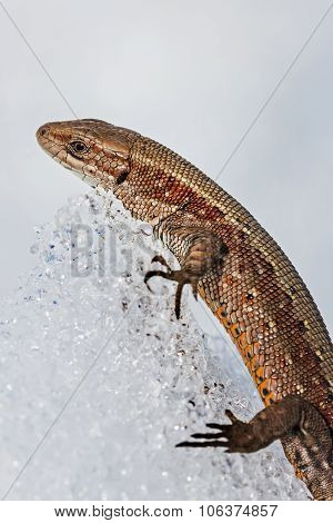 The fauna of Siberia - Sand lizard (Latin Lacerta agilis)