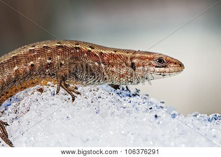 The fauna of Siberia - Sand lizard (Latin Lacerta agilis)