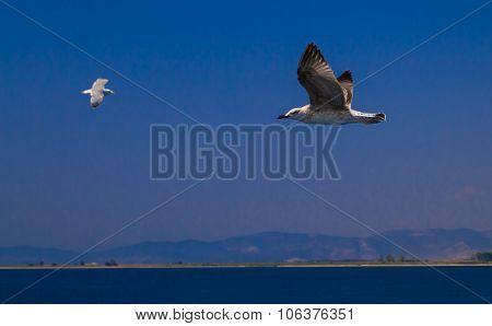 Feeding The Seagulls From The Ferry, Greece