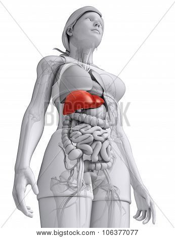 Female Liver Anatomy