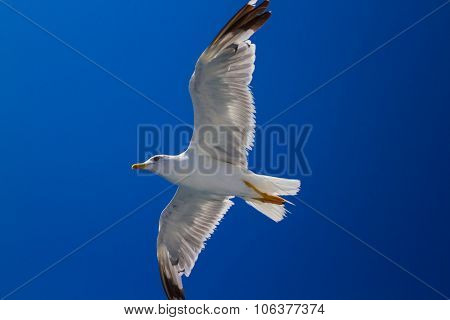 Feeding The Seagulls From The Ferry, Greece
