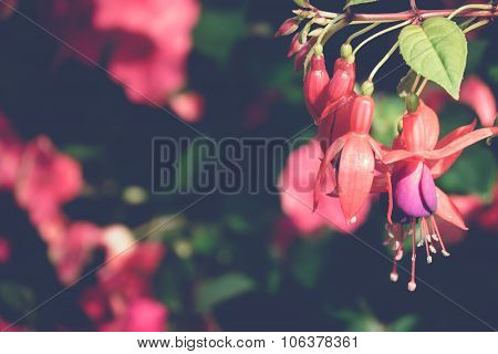 Beautiful Blooming Orchids In Forest
