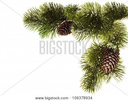 Fir branch with fir cones isolated on white
