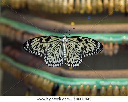Motyl wylęgarni