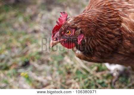 Alive alarm clock is preparing to shout