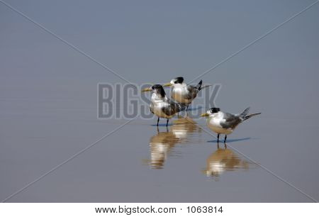 Üç küçük tepeli Terns (Sterna Bengalensis)