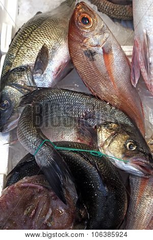 Seabass And Seabream