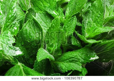 Fresh Mint Texture Background