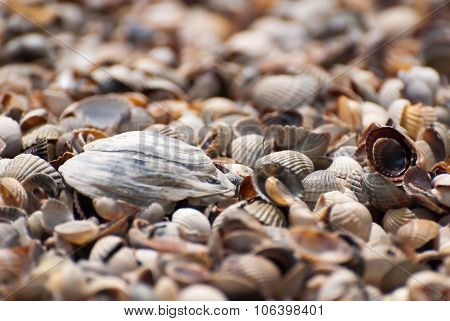 Seashells background, clouseup