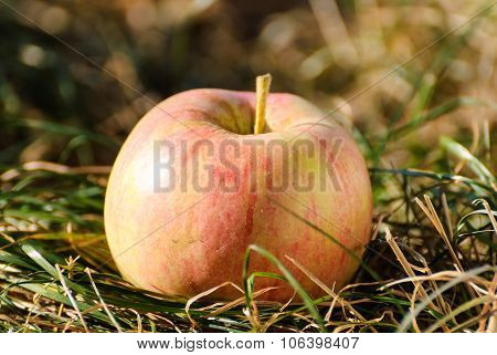 Red apple is on a dry grass