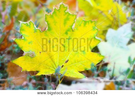 Yellow maple leaf falling to ground, background in autumn colors