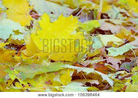Colorful and bright background made of fallen autumn leaves
