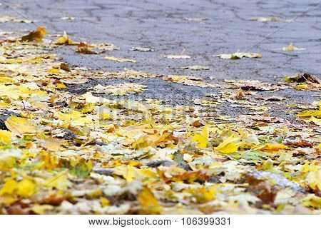 Autumn road with yellow leaves of maple