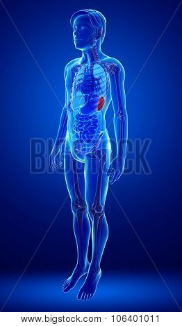Male Spleen Anatomy