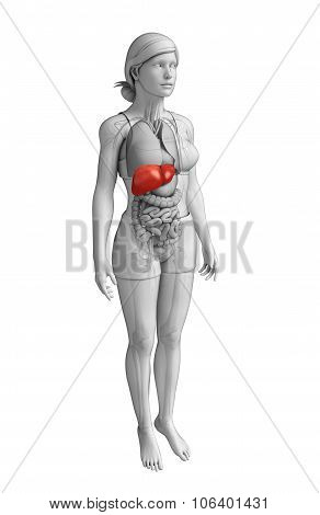 Female Liver Anatomy