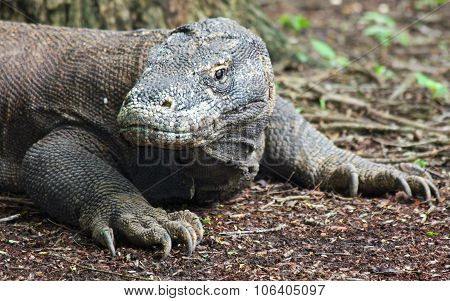 Komodo dragon