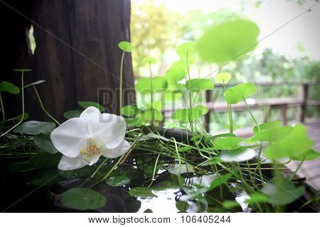 white orchid and centella in water bowl