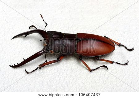 Stag beetle isolated on background