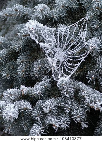 Frosted Cobweb