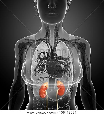 Female Kidney Artwork