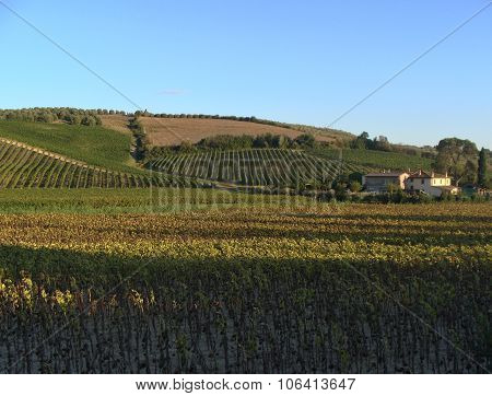 Vineyard