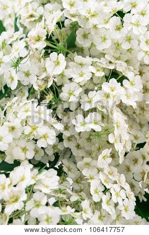 White Flowering Spirea Arguta
