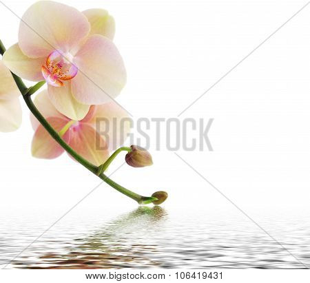 Orchid and reflection on white background