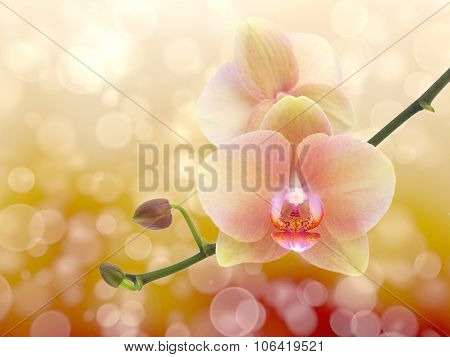 twig blossoming orchids on a blurred background