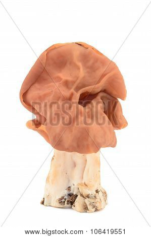 The False Morel (gyromitra Esculenta)
