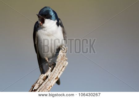 Tree Swallow Calling