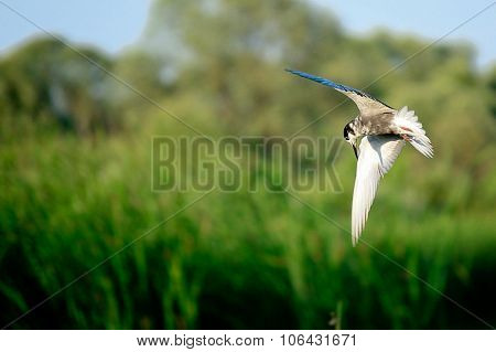 Flight of the river gull.
