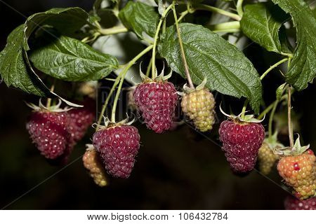 Raspberry