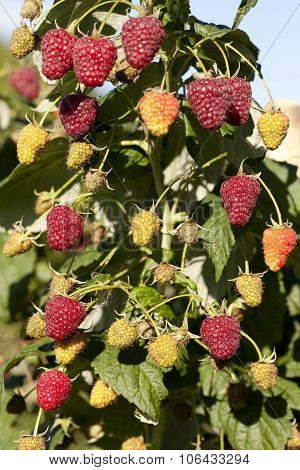 Raspberry