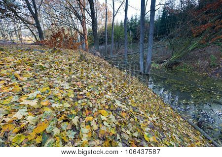 Landscape With Trees Gnawed By Beavers