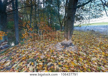 Landscape With Trees Gnawed By Beavers