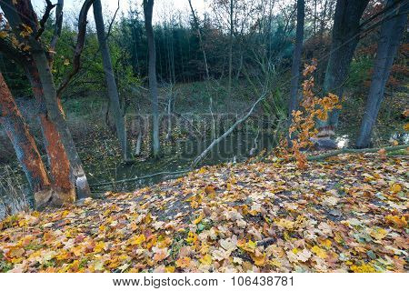 Landscape With Trees Gnawed By Beavers