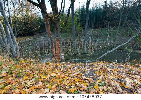 Landscape With Trees Gnawed By Beavers