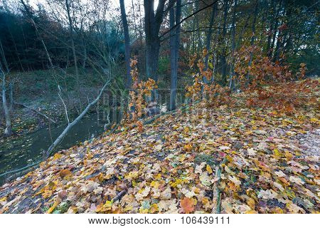 Landscape With Trees Gnawed By Beavers