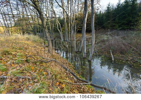 Landscape With Trees Gnawed By Beavers