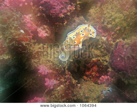 Nudibranchia