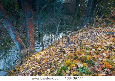 Landscape With Trees Gnawed By Beavers